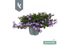 Campanula posch. adansa purple
