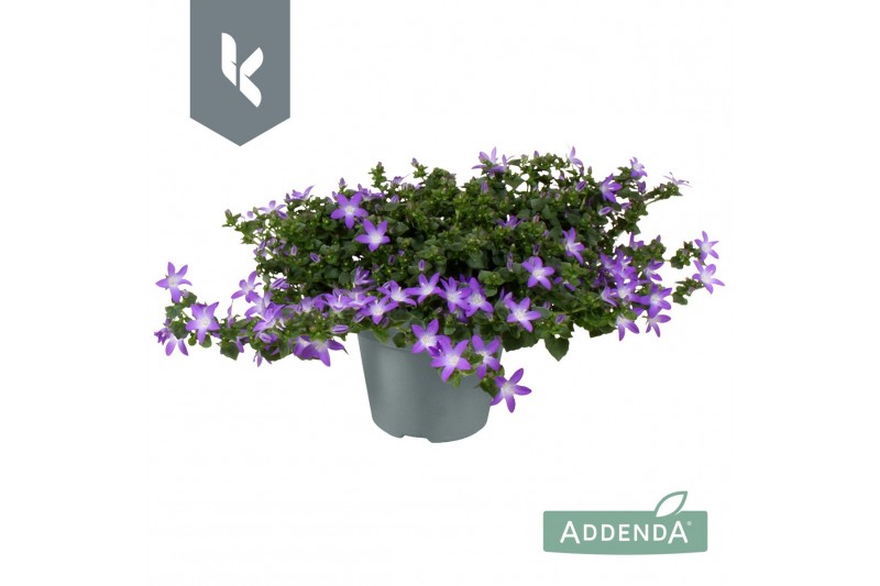 Campanula posch. adansa purple 