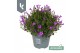 Campanula port. ambella intens purple 