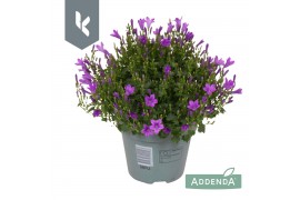 Campanula port. ambella intens purple