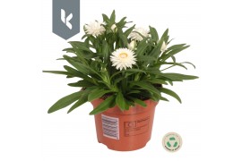 Xerochrysum bracteatum crispy white strobloem