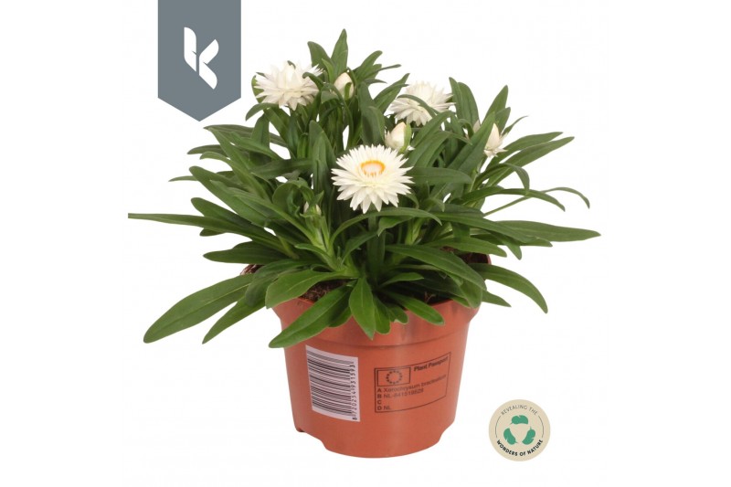 Xerochrysum bracteatum crispy white strobloem 
