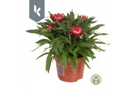 Xerochrysum bracteatum crispy pink strobloem