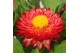 Xerochrysum bracteatum crispy pink strobloem 