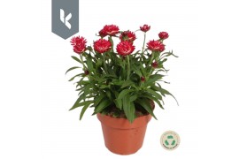Xerochrysum bracteatum crispy pink Xerochrysum Bracteatum Crispy Pink 