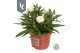 Xerochrysum bracteatum mixkar strobloem mixlaag 