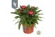 Xerochrysum bracteatum mixkar strobloem mixtray 