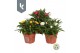 Xerochrysum bracteatum mixkar Xerochrysum Bracteatum Mix laag ( 3 Kleu 