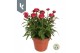 Xerochrysum bracteatum mixkar Xerochrysum Bracteatum Mix laag ( 3 Kleu 