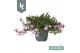 Campanula posch. adansa roze 