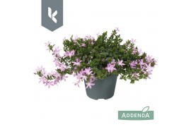 Campanula posch. adansa roze