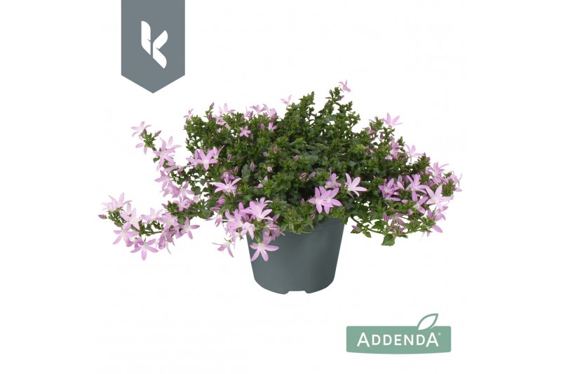 Campanula posch. adansa roze 