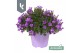 Campanula port. ambella intens purple ton sur ton 
