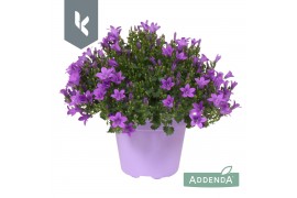 Campanula port. ambella intens purple ton sur ton