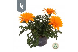 Gazania giant deep orange oranje