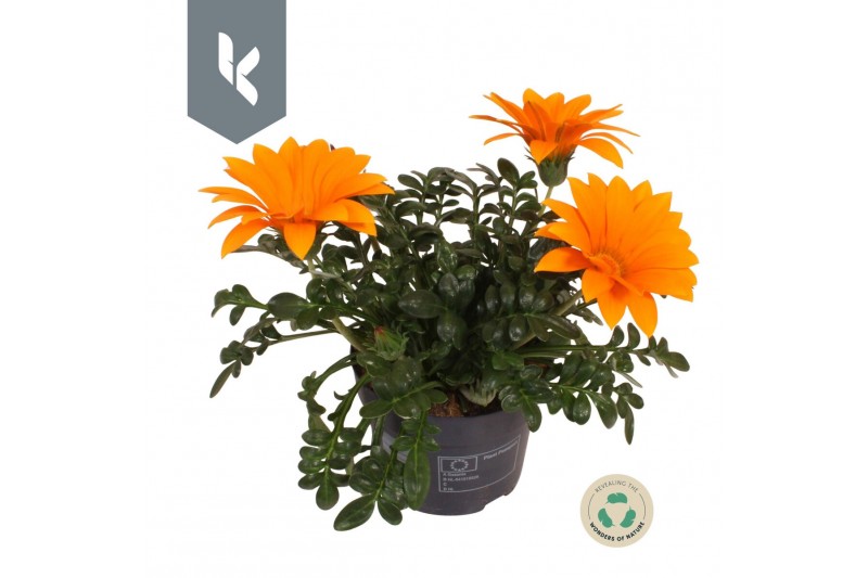Gazania giant deep orange oranje 