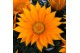 Gazania giant deep orange oranje 