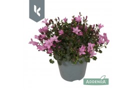 Campanula port. ambella pink