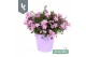Campanula port. ambella pink ton sur ton 