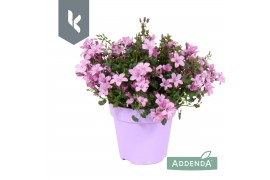 Campanula port. ambella pink ton sur ton