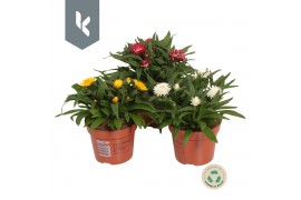 Xerochrysum bracteatum mixkar Xerochrysum Bracteatum mix in de tray ( 