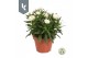 Xerochrysum bracteatum mixkar Xerochrysum Bracteatum mix in de tray (  
