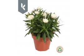 Xerochrysum bracteatum crispy white Xerochrysum Bracteatum Crispy Whit
