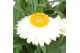 Xerochrysum bracteatum crispy white Xerochrysum Bracteatum Crispy Whit 