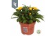 Xerochrysum bracteatum crispy yellow strobloem 