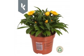 Xerochrysum bracteatum crispy yellow strobloem
