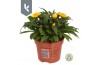 Xerochrysum bracteatum crispy yellow strobloem