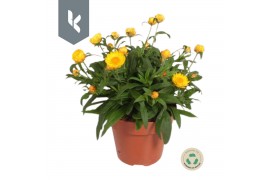 Xerochrysum bracteatum crispy yellow Xerochrysum Bracteatum Crispy Yel