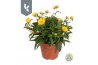Xerochrysum bracteatum crispy yellow Xerochrysum Bracteatum Crispy Yel