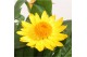 Xerochrysum bracteatum crispy yellow Xerochrysum Bracteatum Crispy Yel 