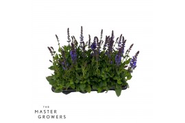 Salvia x sylvestris blue marvel