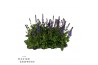Salvia x sylvestris blue marvel