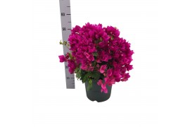 Bougainvillea sanderiana paars struik