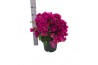 Bougainvillea sanderiana paars struik