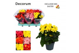 Begonia elatior du. mix Exclusive Mix