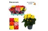 Begonia elatior du. mix Exclusive Mix