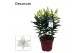 Lilium oriental oxygen Lilium Oriental Oxygen 19cm 