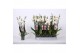 Phalaenopsis anthura madrid 5 tak - 30+ bloemen 