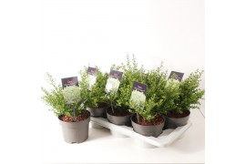 Ilex crenata golden gem Glorie Dwarf - 20cm Diam.