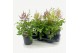 Astilbe mix duos 