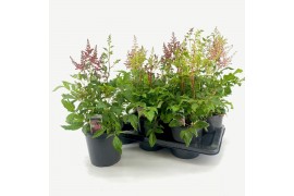 Astilbe mix duos