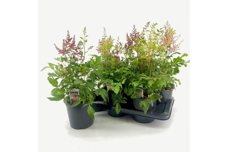 Astilbe mix duos 