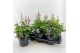 Astilbe mix duos 