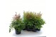 Astilbe mix duos 