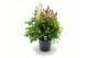 Astilbe mix duos 