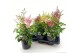 Astilbe mix duos 